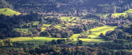 Une vue sur des collines vertes et des forêts, région de Lugo