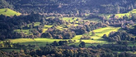 Blick auf grüne Hügel und Wälder, Lugo