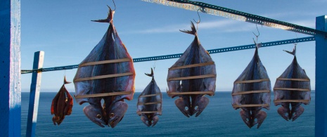 Dettaglio di tonni bianchi e volaores che essiccano al sole a Ceuta