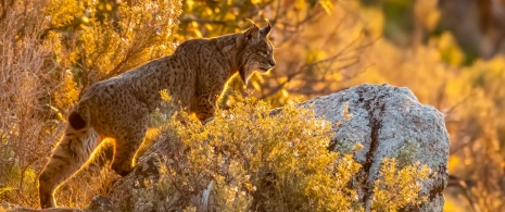 Lynx ibérique (Lynx pardinus) à Sierra Morena, Andújar, Jaén
