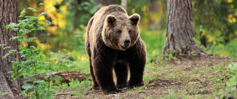 Бурый медведь (Ursus arctos arctos) в лесу