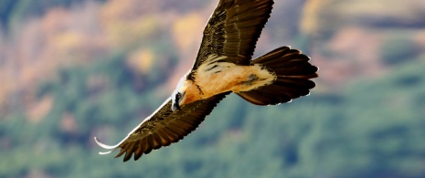 Bearded vulture (Gypaetus barbatus) gliding over the region of Aragón