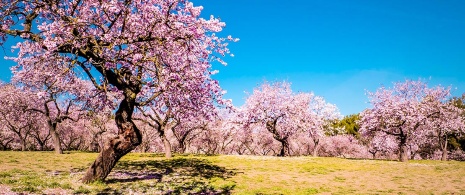  Amandiers en fleurs dans le parc Quinta de los Molinos Madrid