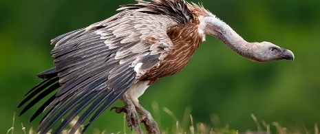 Griffon vulture