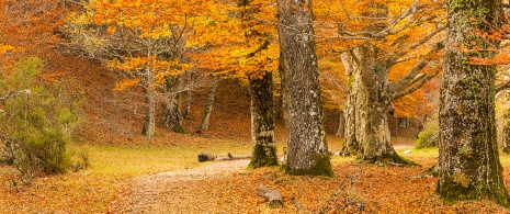 Las bukowy w Montejo de la Sierra jesienią