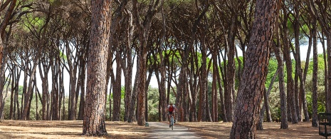 Radfahrer auf einem Fußweg in der Casa de Campo in Madrid.