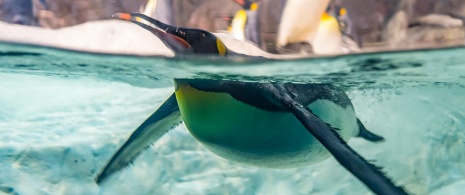 マドリード州マドリードのファウニア動物園にいるペンギン