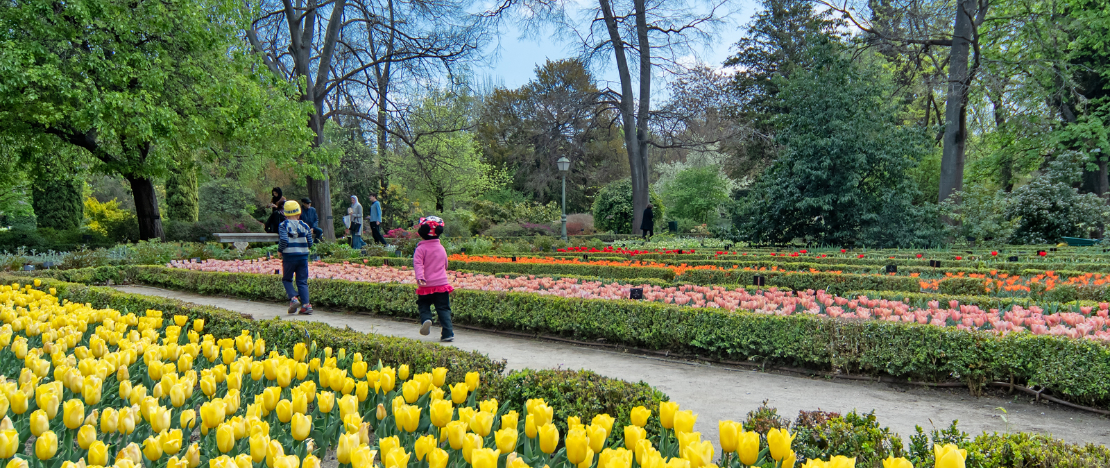 Tourists visiting the collection of tulips at the Royal Botanical Garden in Madrid Tourists visiting the collection of tulips at the Royal Botanical Garden in Madrid