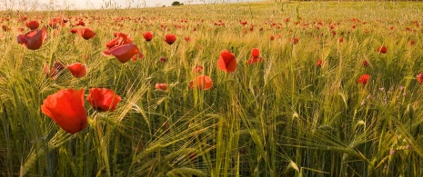 Champ de coquelicots dans la région de Tolède