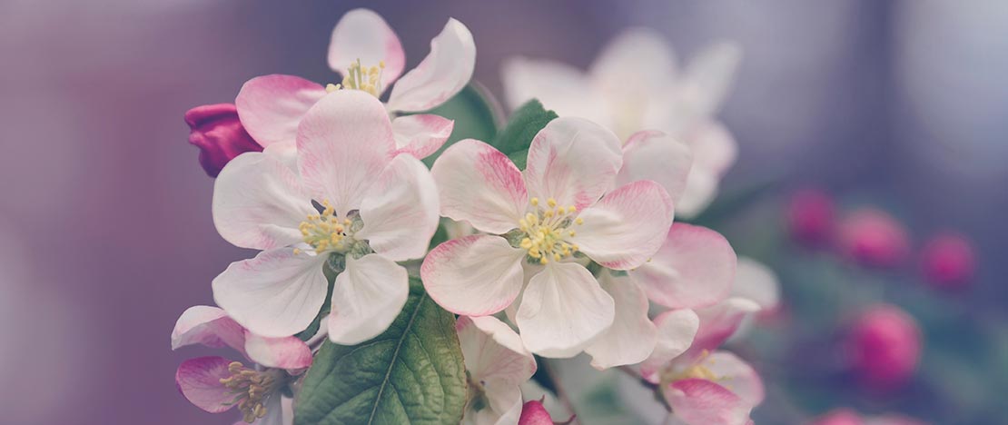 Cerezo en flor.