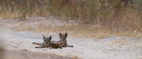 Lince ibérico en libertad ©Wildlife Spain
