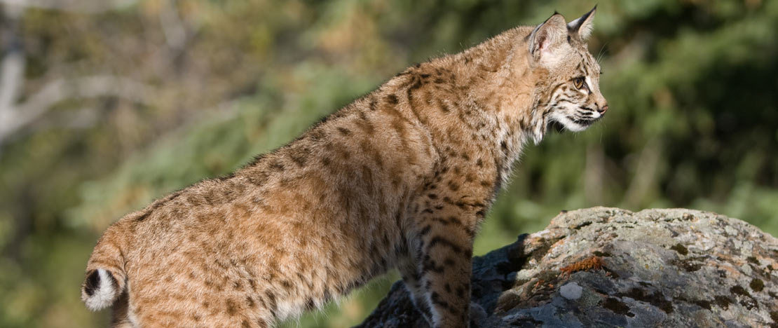 Lince pardina Lince pardina