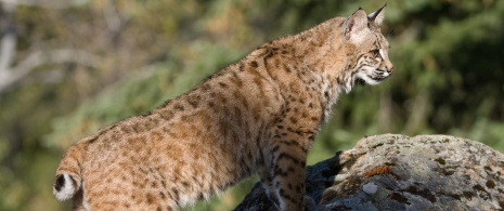 Iberian lynx