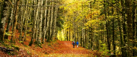 Senderistas en un hayedo en la Selva de Irati, Navarra