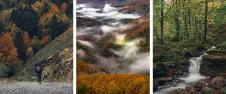 Bilder des Waldes von Irati