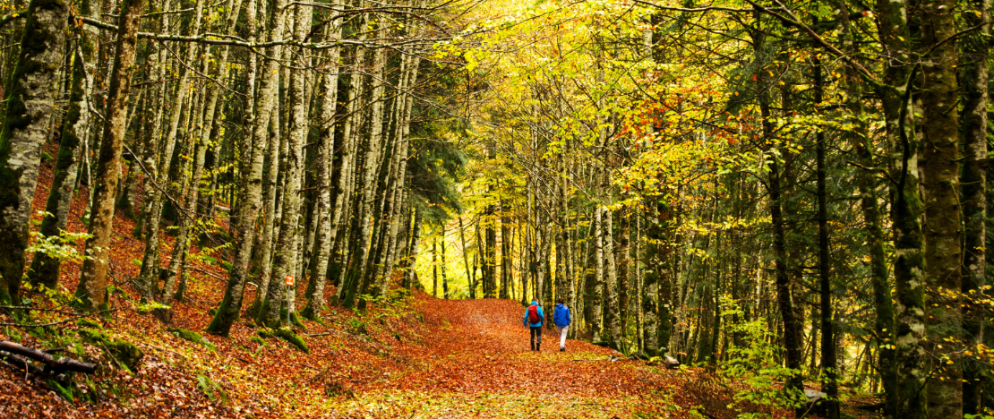 Caminhantes em florestas de faias da Selva de Irati, Navarra Caminhantes em florestas de faias da Selva de Irati, Navarra
