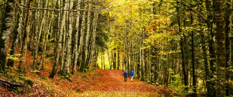 Hikers walking among the beech trees in the Irati Forest, Navarre