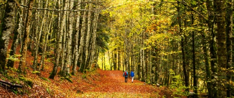 Osoby spacerujące po lasach bukowych Selva de Irati, Nawarra