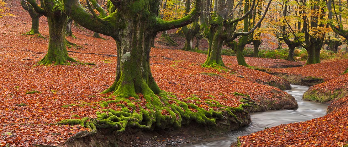 Forêt Otzarreta dans le Parc naturel de Gorbeia, Biscaye et Álava Forêt Otzarreta dans le Parc naturel de Gorbeia, Biscaye et Álava