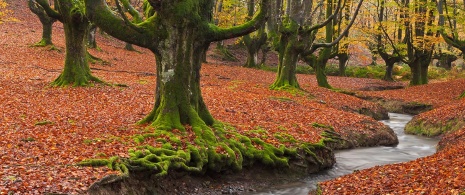 Bosque Otzarreta en el Parque Natural del Área del Gorbeia, Bizkaia y Álava