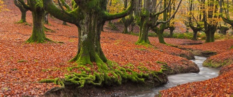 Otzarreta forest in the Natural Park of the Gorbeia, Bizkaia and Álava Area