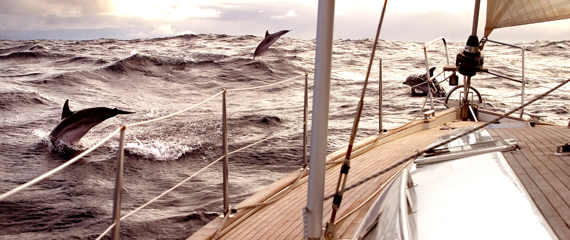 Delfines saltando alrededor de un yate