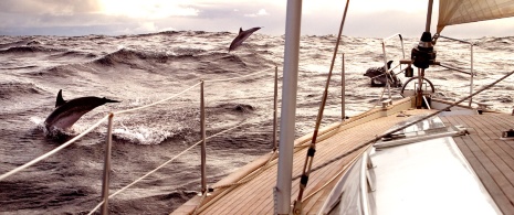 Dolphins jumping around a yacht