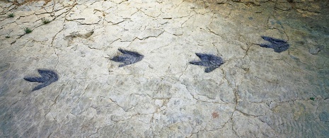 エンシソの足跡化石。ラ・リオハ