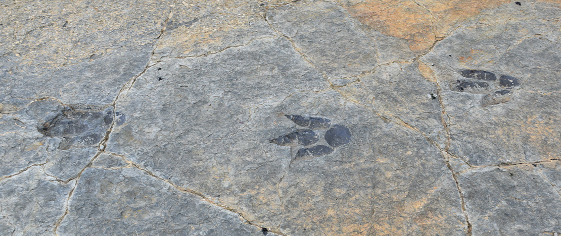 Zbliżenie na skamieniałe ślady w miejscowości Munilla, La Rioja Zbliżenie na skamieniałe ślady w miejscowości Munilla, La Rioja