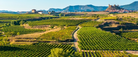 Weinberge in La Rioja