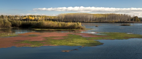 ラ・リオハ州のソトス・デ・アルファロ自然保護区を流れるエブロ川の景観