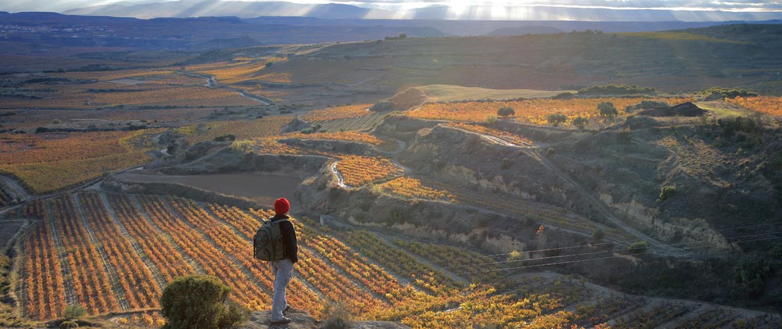 Wanderer in den Weingärten von La Rioja Wanderer in den Weingärten von La Rioja