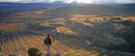 Senderista en viñedos de La Rioja