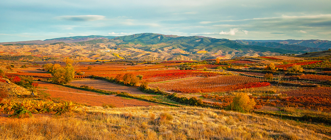Vista dos vinhedos em La Rioja Vista dos vinhedos em La Rioja