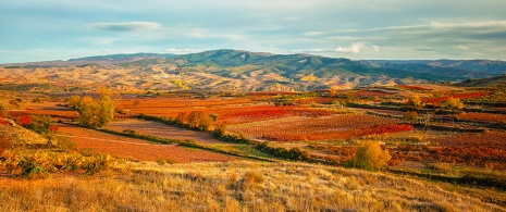 Veduta dei vigneti a La Rioja