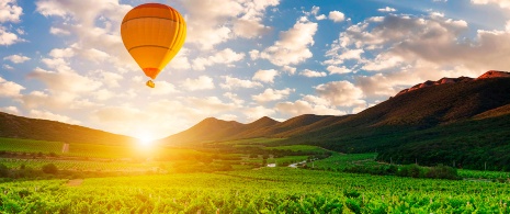Ballonfahrt über Weinberge