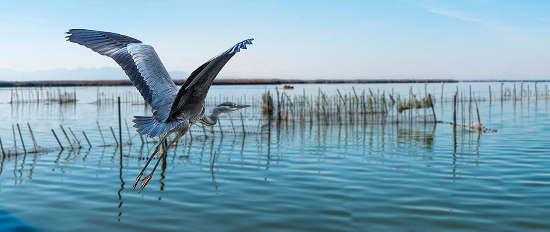 Gray heron takes flight in l'Albufera, Region of Valencia Gray heron takes flight in l'Albufera, Region of Valencia