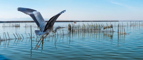 Gray heron takes flight in l