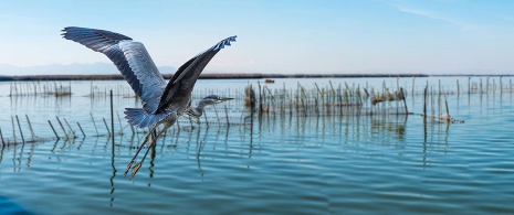 Garza gris alza el vuelo en la Albufera, Comunidad Valenciana