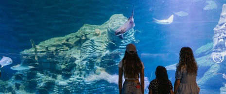 Tourists at the Oceanogràfic aquarium in Valencia