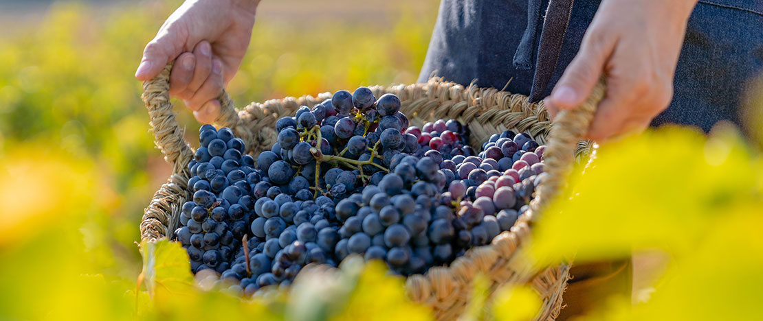 Racimos de uvas en Requiel Utiena, Valencia