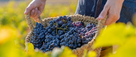 Bunches of grapes at Requiel Utiena, Valencia