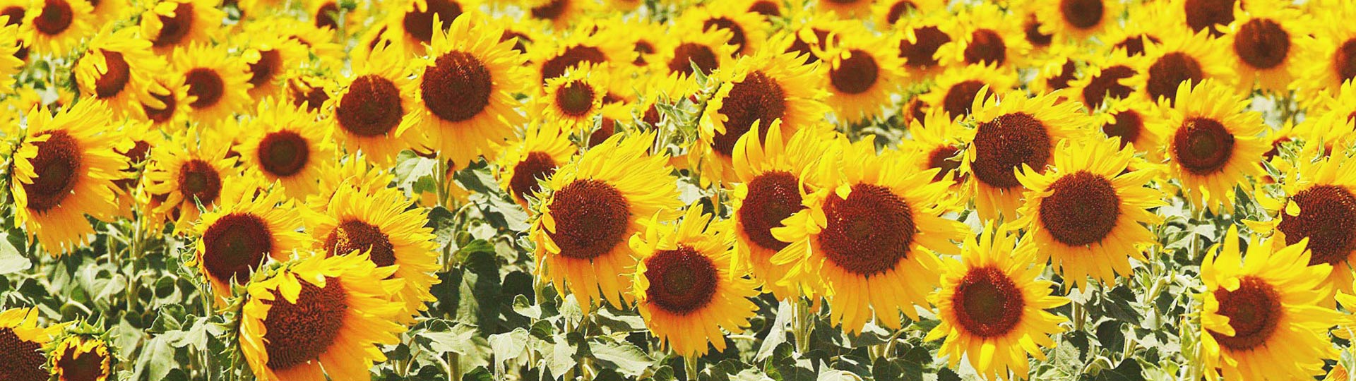 Sonnenblumen in Villamartín, Cádiz