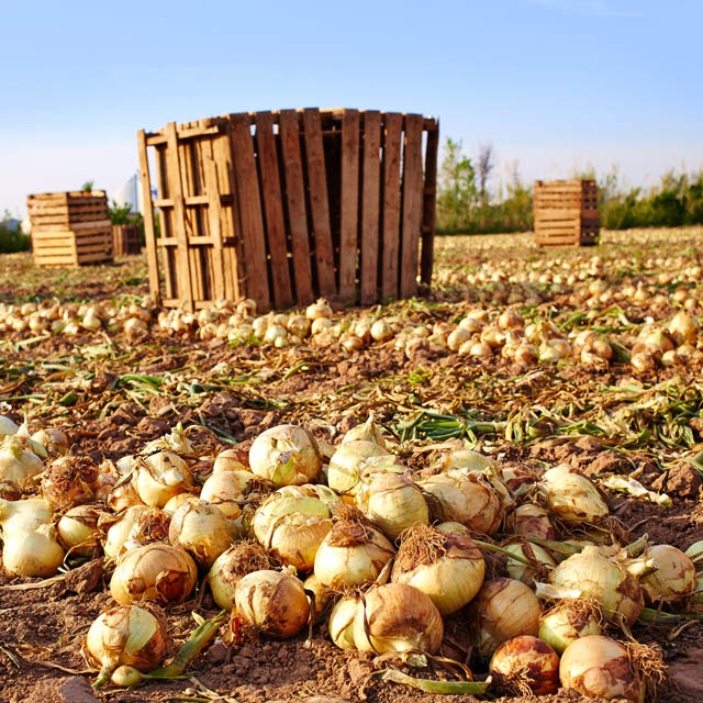 Fields of vegetables around Valencia