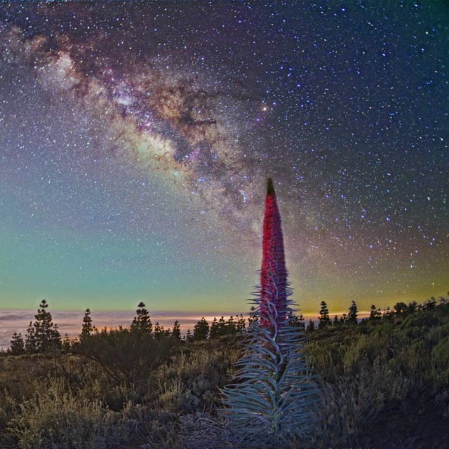 Ночное небо Тенерифе с растением «тахинасте» на переднем плане