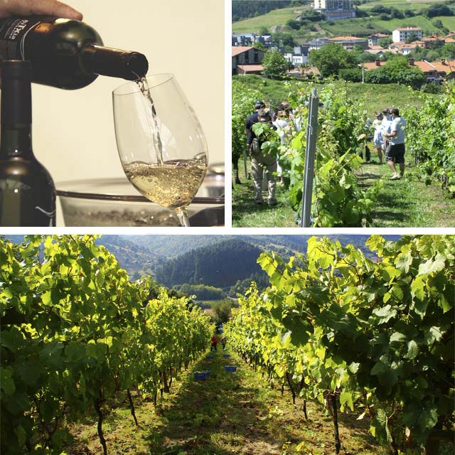 Visit Txakoli wineries