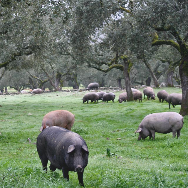 Iberico breed pigs in the dehesa of Higuera la Real, Extremadura