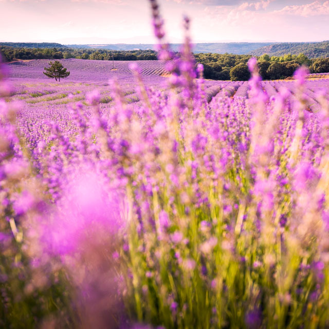 Brihuega Lavender Field