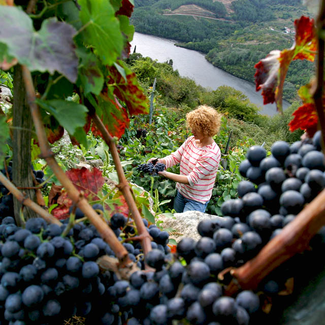 Donna durante la vendemmia nella Ribeira Sacra