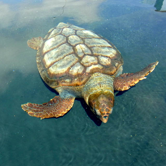 Tartaruga Caretta Caretta nel Porto del Morro, Fuerteventura